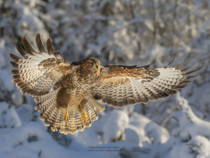 Mäusebussard