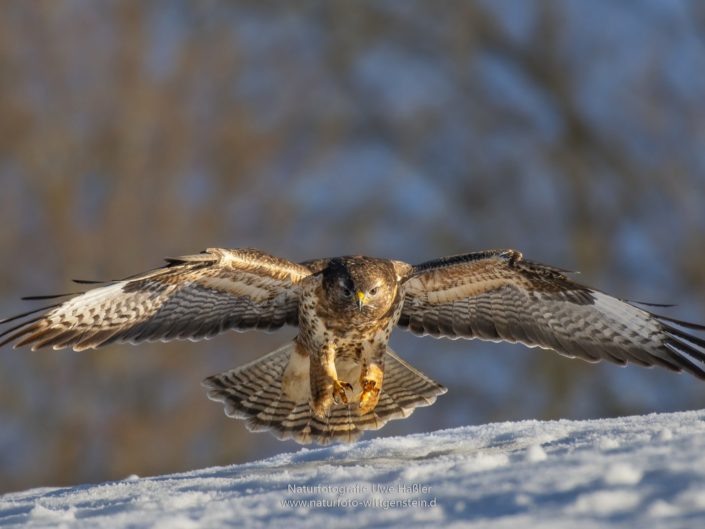 Anfliegender Bussard