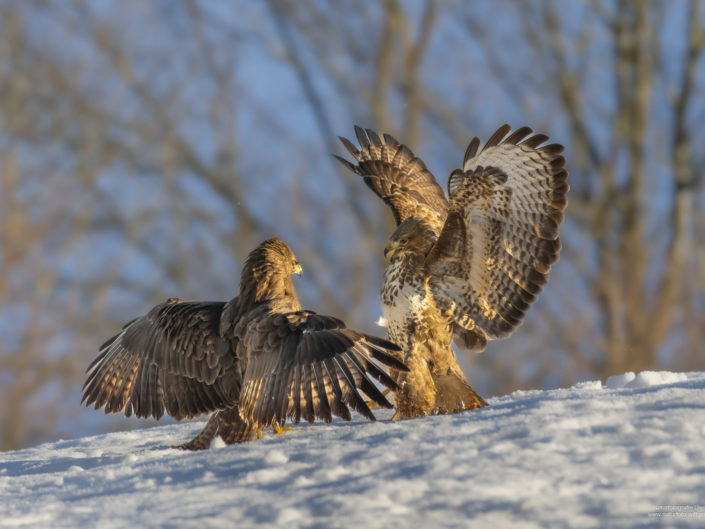 Streit unter Mäusebussarden