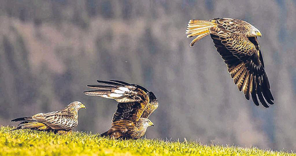 Wildes Wittgenstein: Vor allem die Tierfotografie erfordert auch großen Einsatz, um solch beeindruckende Aufnahmen einfangen zu können. (Foto: privat)