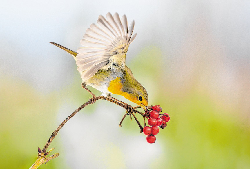 Ein Rotkehlchen bei der Futtersuche im Winter. Die kräftig roten Farbtupfer der Frucht des Schneeballs unterstützen den starken Eindruck dieser Aufnahme. (Foto: 'Wittgensteiner Land - Naturimpressionen')