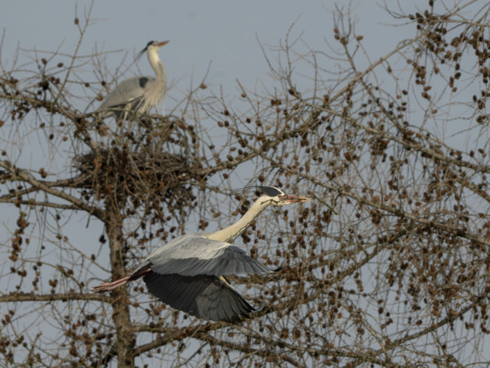 Graureiher mit Nistmaterial