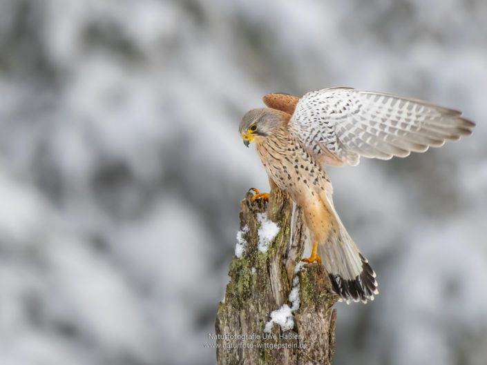 Turmfalke