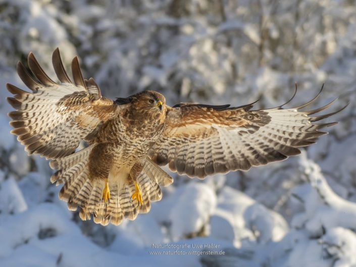 Anfliegender Bussard