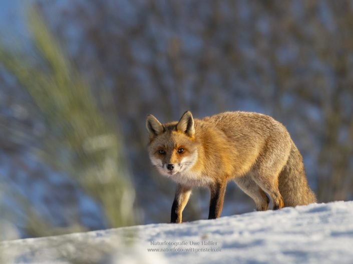 Rotfuchs im Winter