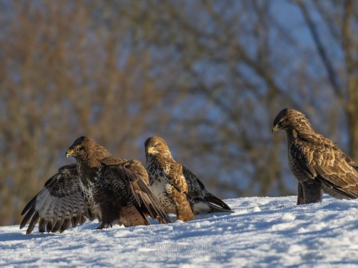 Bussarde bei winterlicher Notzeit